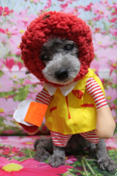 千葉県船橋市のトイプードルのトリミング画像