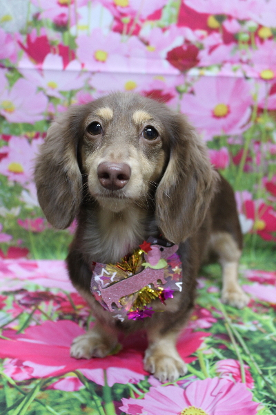 千葉県船橋市のミニチュアダックスのトリミング画像