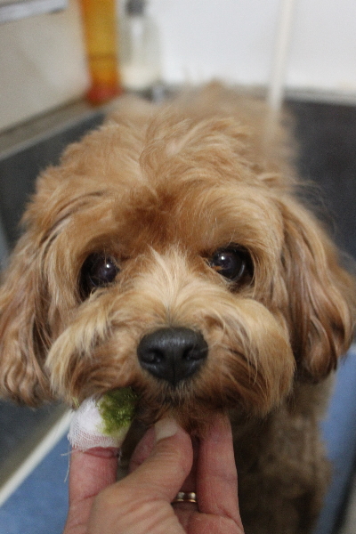 千葉県鎌ケ谷市のミックス犬の歯磨き画像