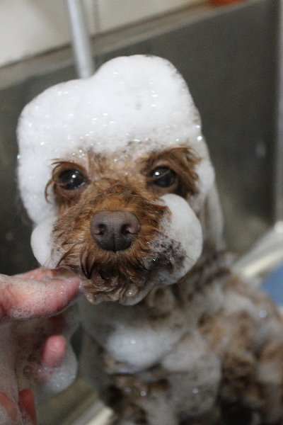 神奈川県横浜市のトイプードルのシャンプー画像