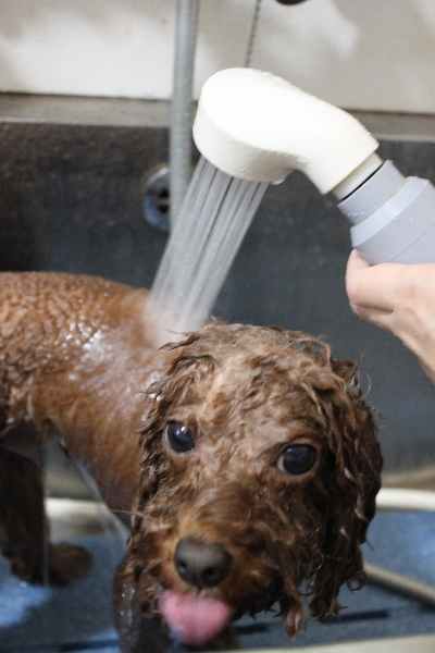 千葉県市川市のトイプードルのオゾンシャワー画像