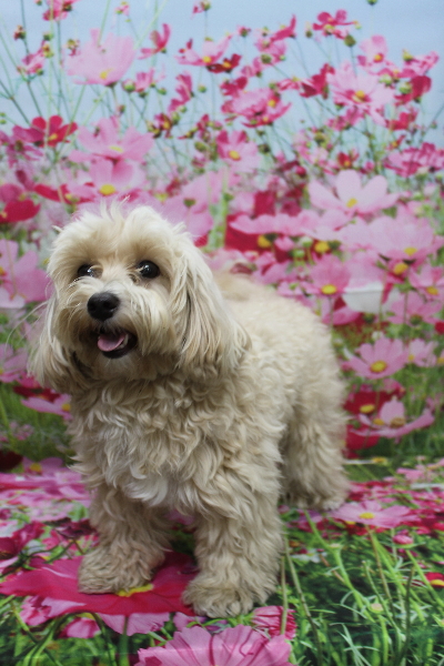 千葉県鎌ヶ谷市のミックス犬のトリミング前画像
