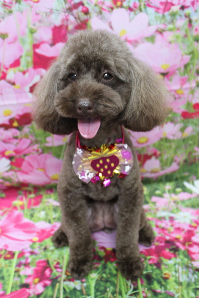 千葉県市川市のトイプードルのトリミング画像