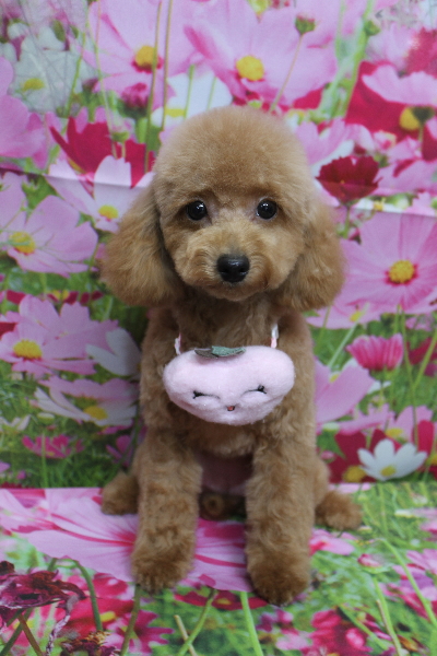 千葉県松戸市のトイプードルのトリミング画像