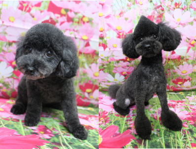 トイプードルブリーダーの成犬、トリミング画像