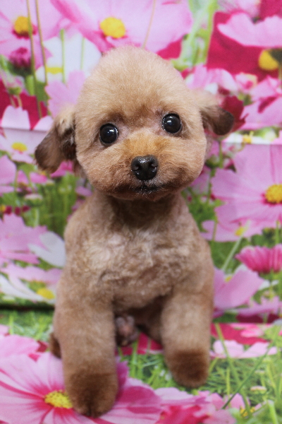 トイプードルブリーダーの成犬、トリミング画像