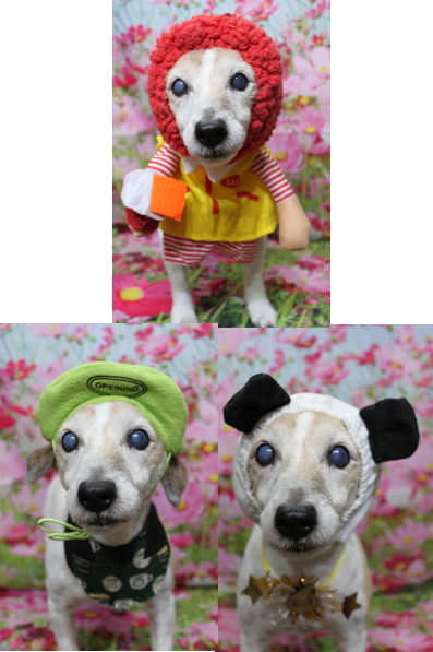 千葉県船橋市のジャックラッセルのトリミング画像