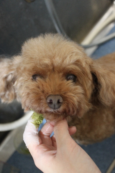 神奈川県横浜市のトイプードルの歯磨き画像