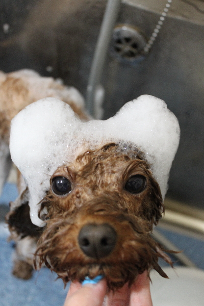 千葉県市川市のトイプードルのシャンプー画像
