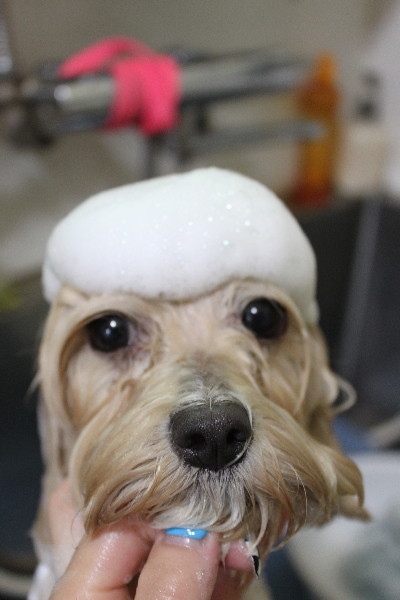千葉県鎌ヶ谷市のミックス犬のシャンプー画像