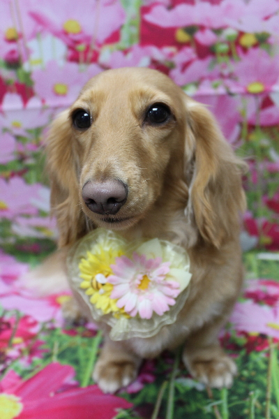 千葉県船橋市のミニチュアダックスのトリミング画像