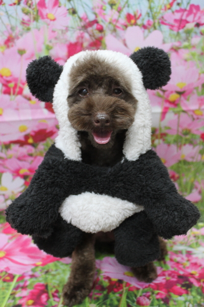 千葉県市川市のトイプードルのトリミング画像