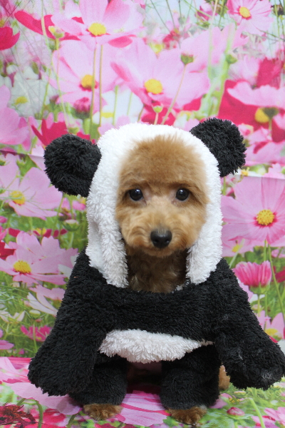 千葉県松戸市のトイプードルのトリミング画像