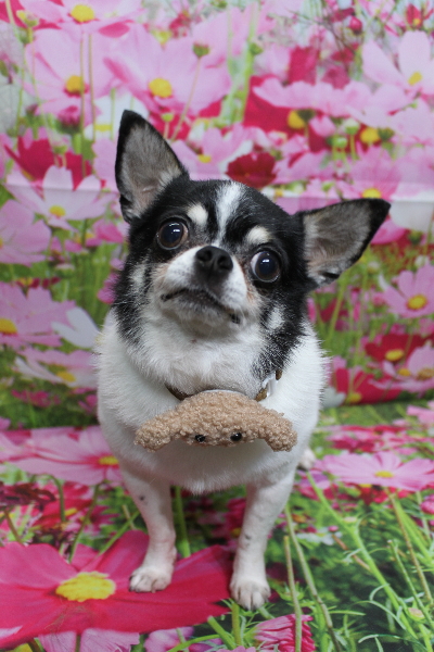千葉県鎌ヶ谷市のチワワのトリミング画像