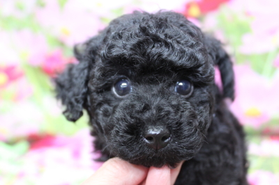 トイプードルブリーダーの子犬、トリミング画像