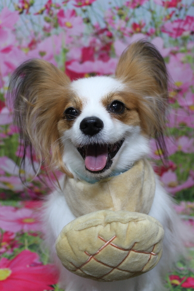 千葉県鎌ヶ谷市のパピヨンのトリミング画像