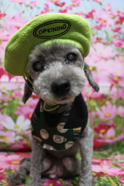 千葉県船橋市のトイプードルのトリミング画像