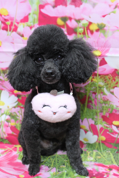 千葉県鎌ヶ谷市のトイプードルのトリミング画像