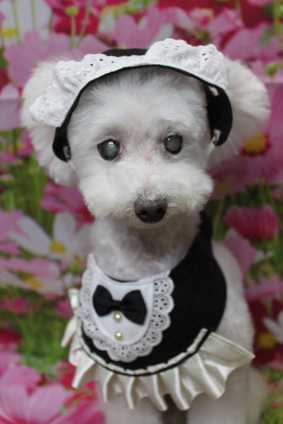 千葉県習志野市のトイプードルのトリミング画像