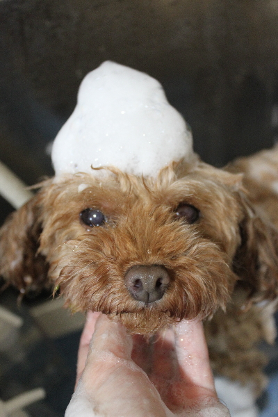 神奈川県横浜市のトイプードルのシャンプー画像