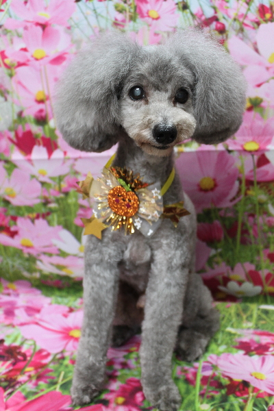 千葉県船橋市のトイプードルのトリミング画像