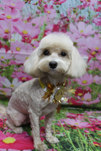 千葉県鎌ヶ谷市のミックス犬のトリミング画像