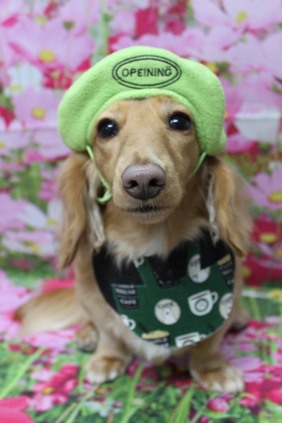 千葉県船橋市のミニチュアダックスのトリミング画像