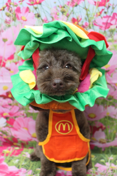 千葉県市川市のトイプードルのトリミング画像