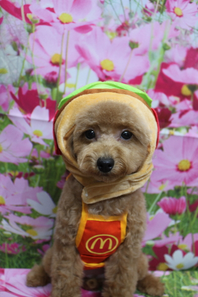 千葉県松戸市のトイプードルのトリミング画像