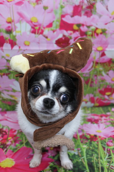 千葉県鎌ヶ谷市のチワワのトリミング画像