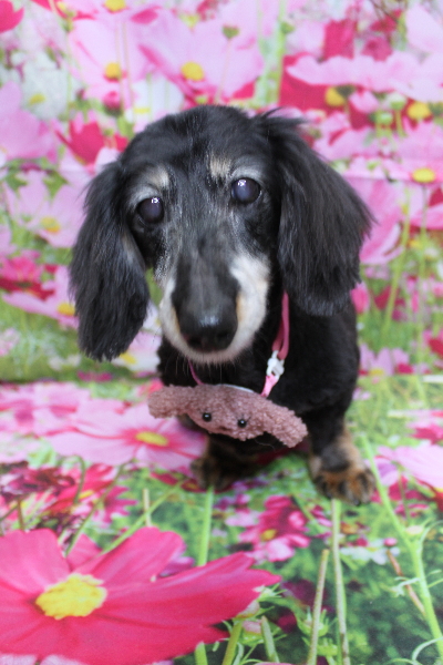 千葉県鎌ヶ谷市のミニチュアダックスのトリミング画像