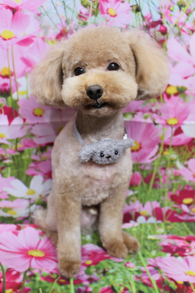 千葉県船橋市のトイプードルのトリミング画像