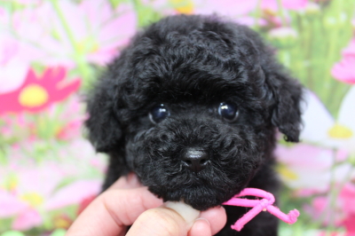 トイプードルブリーダーの子犬、トリミング画像