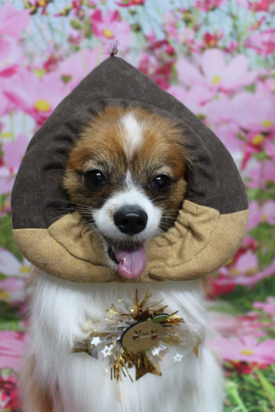 千葉県鎌ヶ谷市のパピヨンのトリミング画像