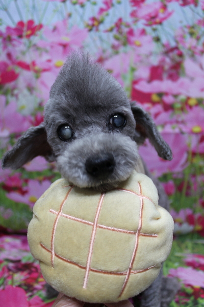千葉県船橋市のトイプードルのトリミング画像