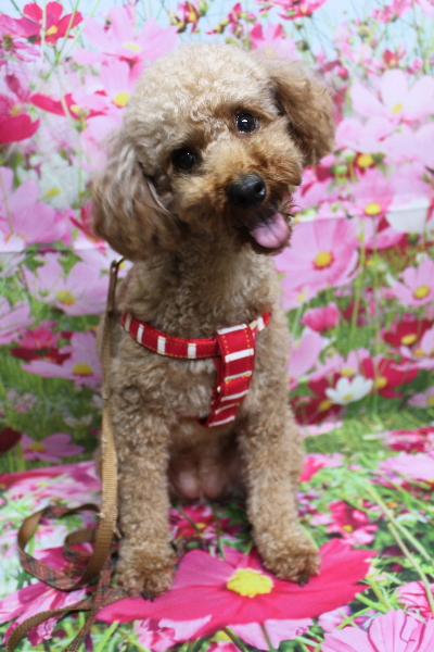 千葉県鎌ヶ谷市のトイプードルのトリミング前画像