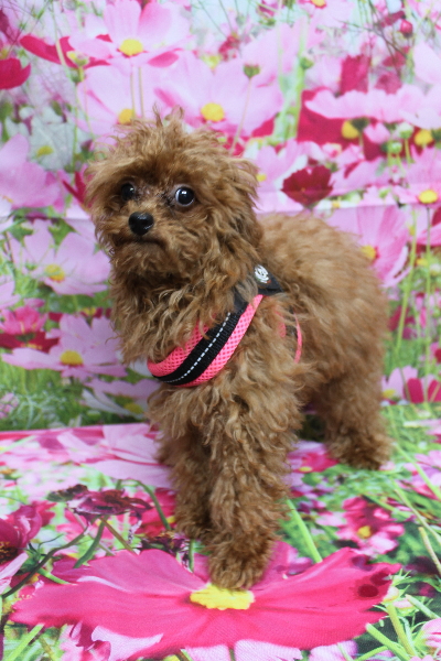 千葉県船橋市のトイプードルのトリミング前画像