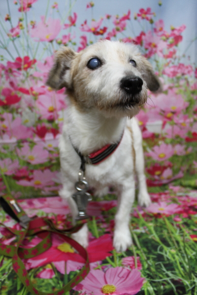 千葉県船橋市のジャックラッセルのトリミング前画像