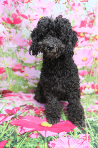 トイプードルブリーダーの成犬、トリミング前画像