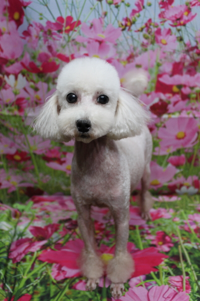 トイプードルブリーダーの成犬、トリミング画像