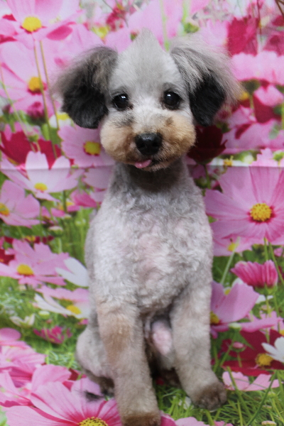 トイプードルブリーダーの成犬、トリミング画像