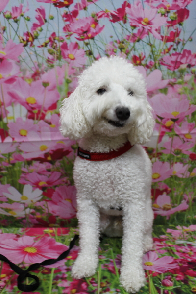 千葉県船橋市のトイプードルのトリミング前画像