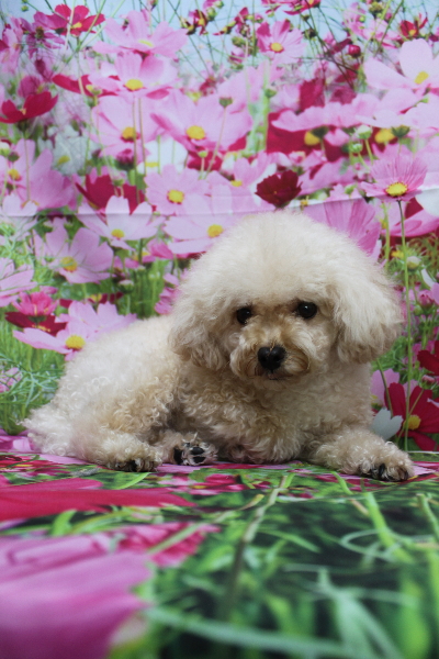 千葉県鎌ケ谷市のトイプードルのトリミング前画像