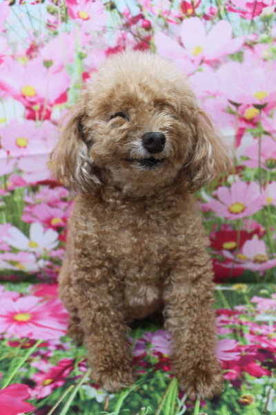 千葉県鎌ケ谷市のトイプードルのトリミング前画像