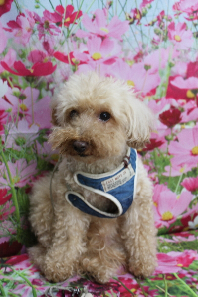 千葉県船橋市のトイプードルのトリミング前画像