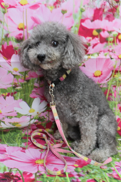 千葉県船橋市のトイプードルのトリミング前画像