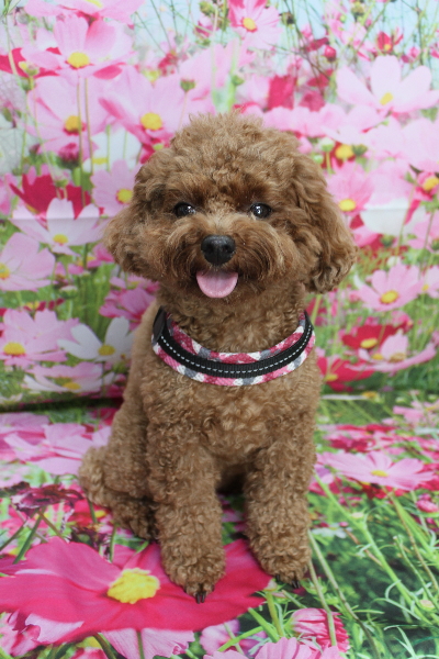 千葉県鎌ケ谷市トイプードルのトリミング前画像