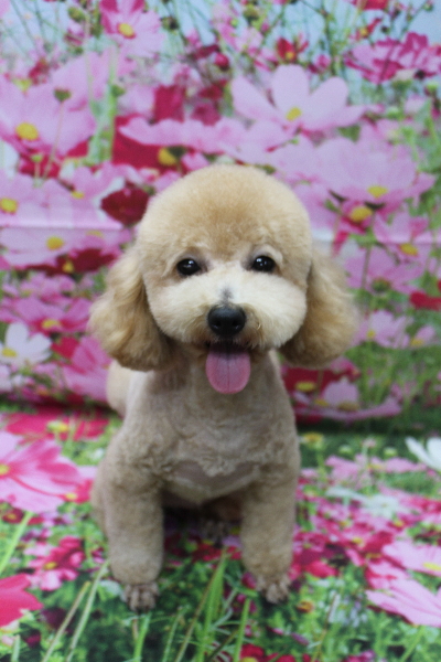 トイプードルブリーダーの成犬、トリミング画像