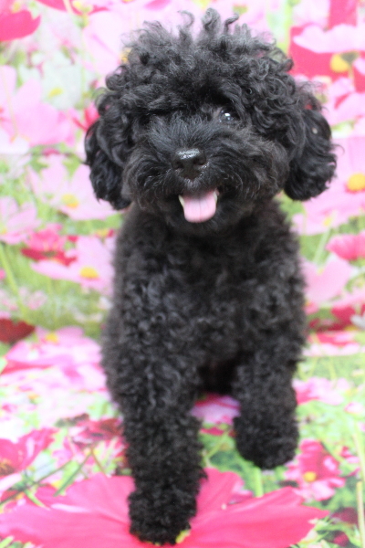 千葉県船橋市のトイプードルのトリミング前画像