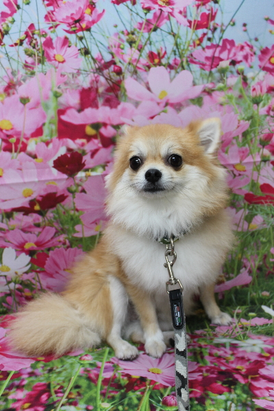 千葉県船橋市のミックス犬のトリミング前画像